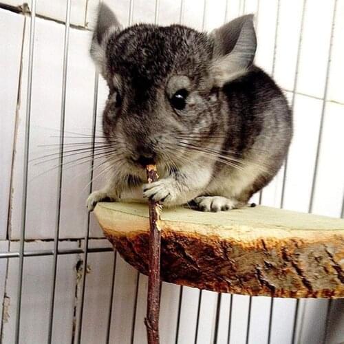 20/40/60Pcs Chew Stick Apple Tree Branch Hamster Squirrel Natural rich taste Toys Parrots Rabbits Pet Bunny Hamster Wood Toys