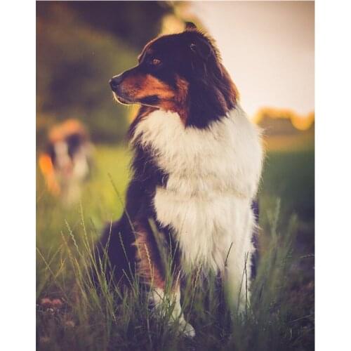 Diamond painting Animal australian shepherd full square 5D diamond embroidery dog picture cross stitch home wall decoration