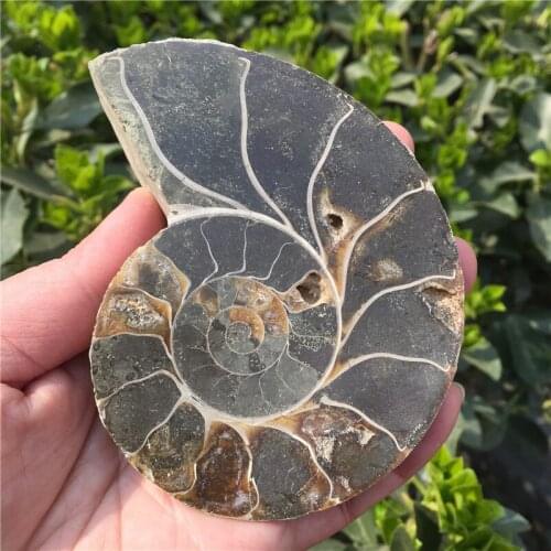 Natural Split Ammonite Fossil Specimen Ammolite Ocean Animal Snail Conch Madagascar Original Specimen Mineral