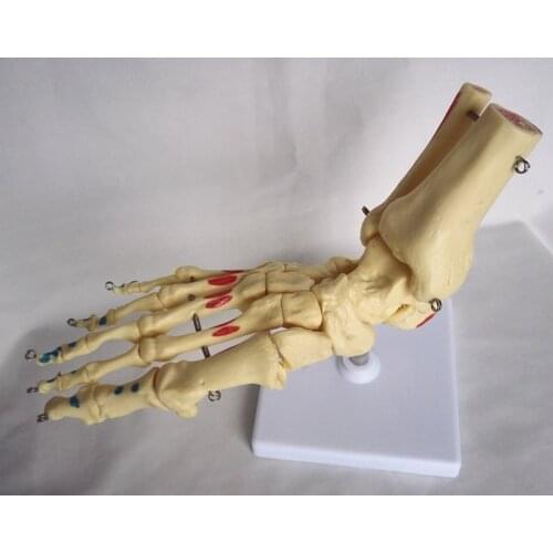 Life Size 1:1 Human Foot Joint Anatomical Model Ankle Joint Model Ankle Joint Skeleton Humans Skeleton Medical Teaching Model