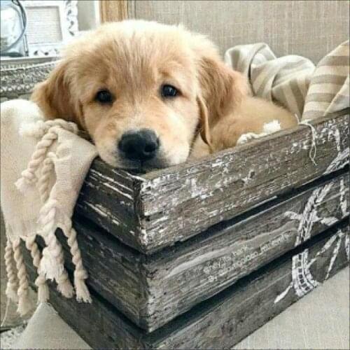 Animal Golden Retriever DIY 11CT Cross Stitch Embroidery Kits Craft Needlework Set Printed Canvas Cotton Thread Wholesale