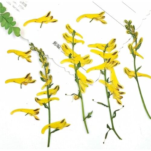 40pcs Pressed Dried Corydalis pallida Flower With Stem For Epoxy Resin Jewelry Making Bookmark Phone Case Makeup Nail Art DIY