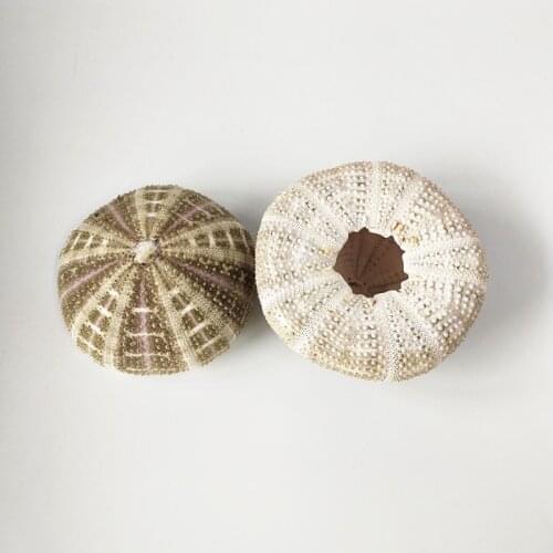 Free Shipping(4pcs/lot) Green Sea Urchin Natural Shell Conch Beach Wedding Decoration Coastal Home Decoration sea star