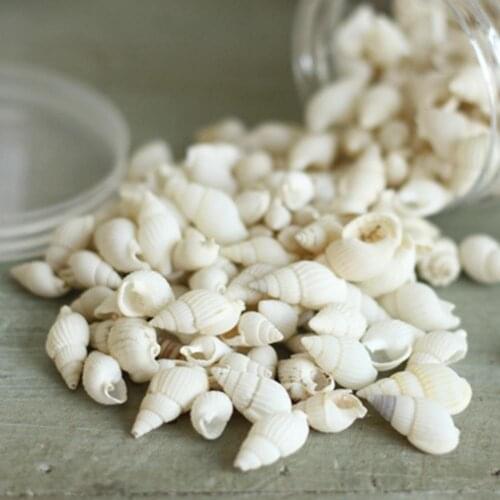 100 Classic Pieces Small Top Rare Real Sea Shell Conches Gift Fish Tank Aquarium White Crafts Decorations Party Home Decor