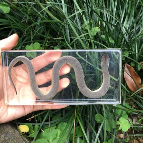 1pcs/lot Snake Bones Reptile Specimen Artificial Amber Paperweight Resin Arts And Crafts Originality Gift Teaching Articles