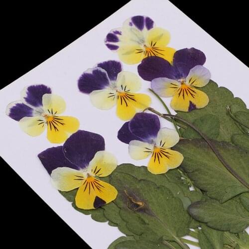 12x Pressed/Dried Flower Pansy Flowers For DIY Scrapbooking Card Arts Crafts