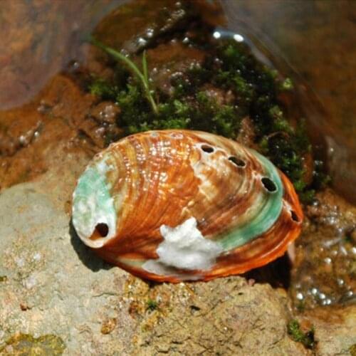 7-8cm Abalone Shell Natural Conch Shell Fish Tank Landscape Material Decoration H5V2 DIY Photography Props Handmad Room Pai Q9V8