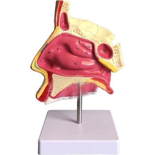 Nasal anatomy model Otolaryngology medical model Nasal model Nose model mouth and nose structure model
