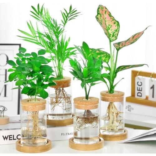 1Pcs Terrarium Hydroponic Plant Flower Vases Stylish Glass Bottle Wooden Cork Tabletop Office Home Bonsai living Room Decoration