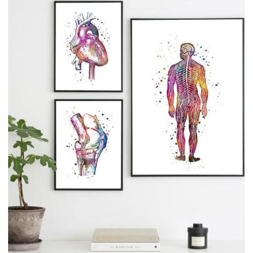 Abstract anatomy poster nordic canvas wall art print color meridian painting medical decoration