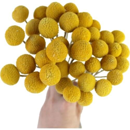 20pcs Dried Craspedia Yellow Billy Balls Dried Flowers For Wedding Bouquet Decor Christmas Wreath DIY