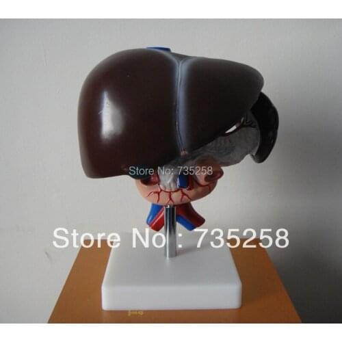 Liver, Pancreas and Duodenum Model, Liver Anatomical Model