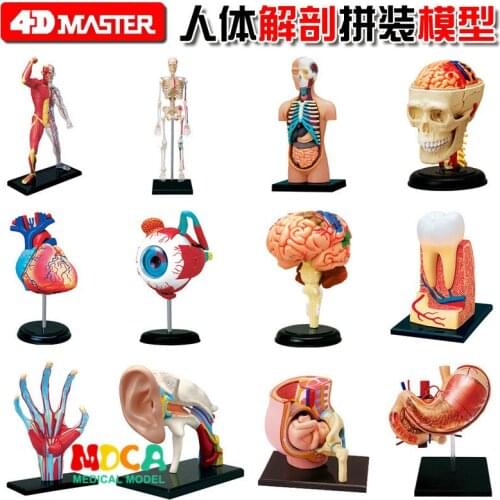 Human viscera, heart, skull, eyeball organs anatomy 4D master puzzle assembly toys Medical models