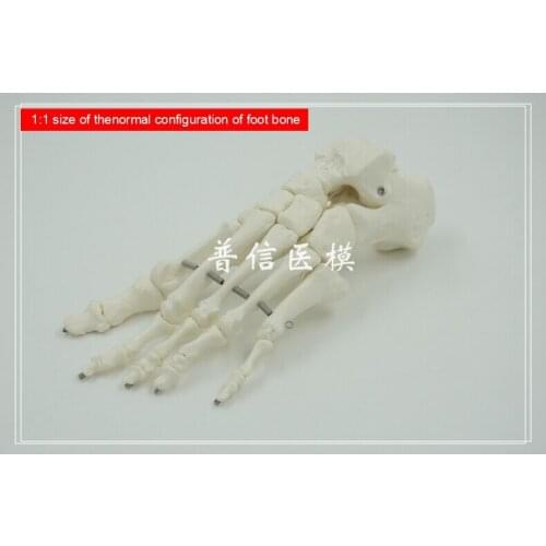 Free shipping&1:1 size of thenormal configuration of foot bone model,medical teach for orthopedics department of massage