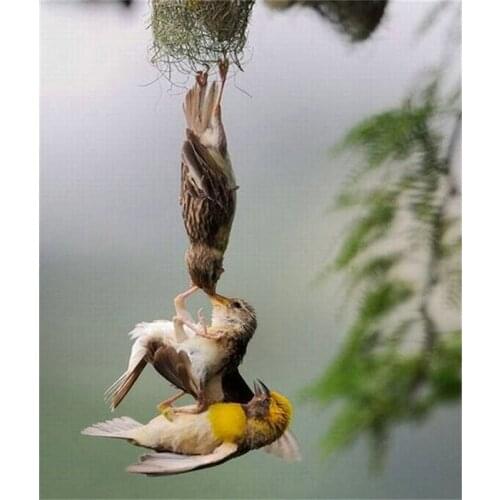 NEW Picture of diamond mosaic Gift the love of bird crystal Square diamond sets decorative full diamond embroidery A5043R