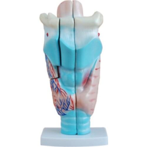 BIX-A1049 Laryngeal Anatomic Model WBW298