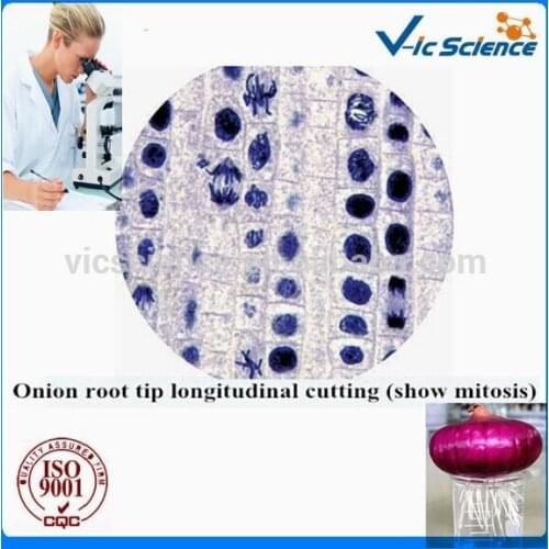 5pcs Microscope Mitosis Prepared Slides Set for Onion Root Tip