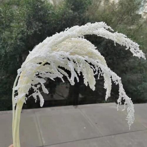 5pcs/60cm,Natural Preserved flowers Love-Lies-Bleeding,Soft stem Display Arrange Flowers for Wedding Home Decoration Accessories