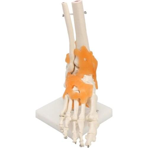 Human Foot Ankle Joint Ligament Skeleton Medical Anatomy Model Dropshipping