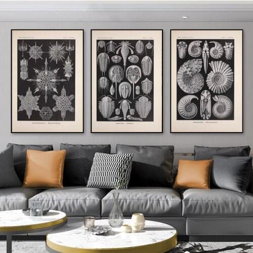 Aspidonia Crabs Vintage Black and White Antique Posters and Prints on Canvas Painting Wall Art Pictures for Living Room Decor