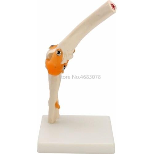 Life Size Human Elbow Joint Model Anatomy Elbow Joint Medical Model Orthopedics Medical teaching supplies