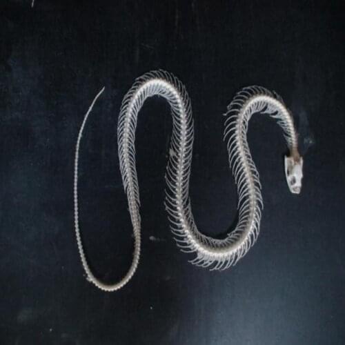 30cm snake skeleton model Collection snake bone specimen educational model Home decoration Crafts Gift DIY