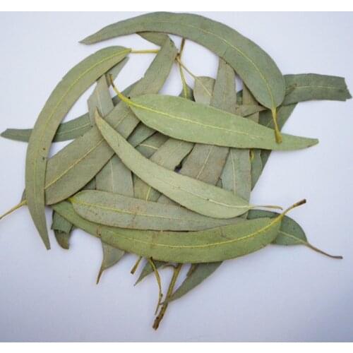 Dry Natural Fresh Preserved Eucalyptus Leaf For DIY Material,Candle Decoration Home Accessories 10g/bag