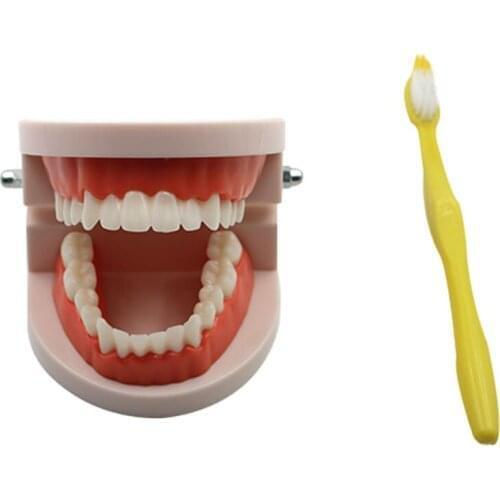 1 pcs Teeth Model Pro Adult White Teeth Model Standard Dental Teaching Study Typodont Demonstration Oral Medical Education Tools