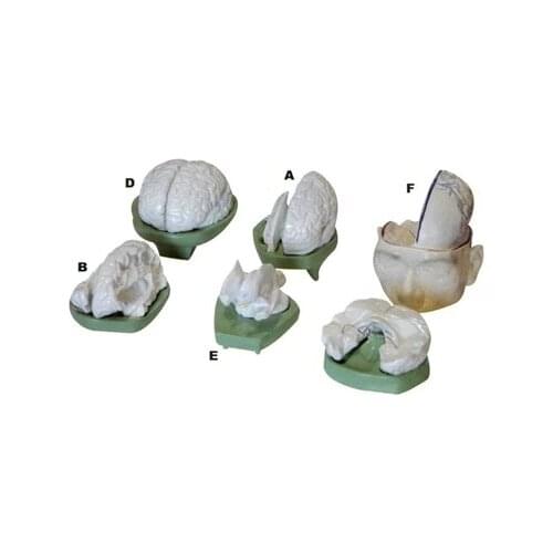 Related courses Visual aids Brain anatomical model natural size 6pcs set free shippig