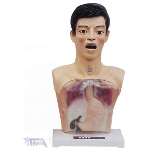 Chinon Transparent Gastric Lavage Model Medicine Student Medical Science Teaching Training Sources Supply BIX-H4/1