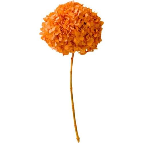 Hydrangea Anna Lobular With Whole Connecting Rod Natural Dried Preserved Flower 50cm Home Wedding Christmas New Year Decoration