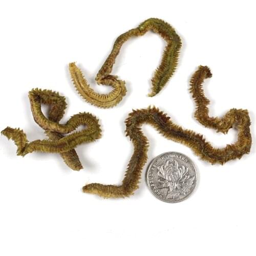 1 Bag Saltwater Sandworm Dried Lugworm / Sand Worm Bait Fishing Lure Bream Flathead Cod Bass