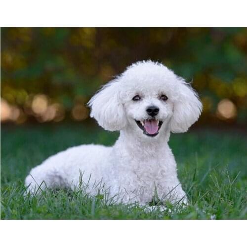 5D DIY Diamond Painting Full Square/Round 3D Diamond Embroidery"white poodle dog"Pictures of Rhinestones Mosaic Decoration CV289
