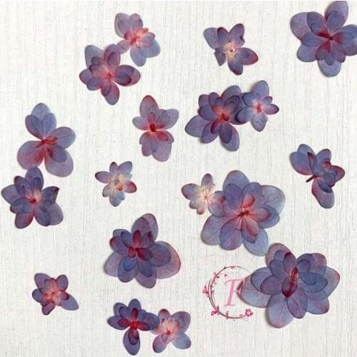 60pcs Pressed Dried Multi-Petals Dyed Absorption Hydrangea Flower Plant Herbarium For Jewelry Postcard Bookmark Phone Case DIY