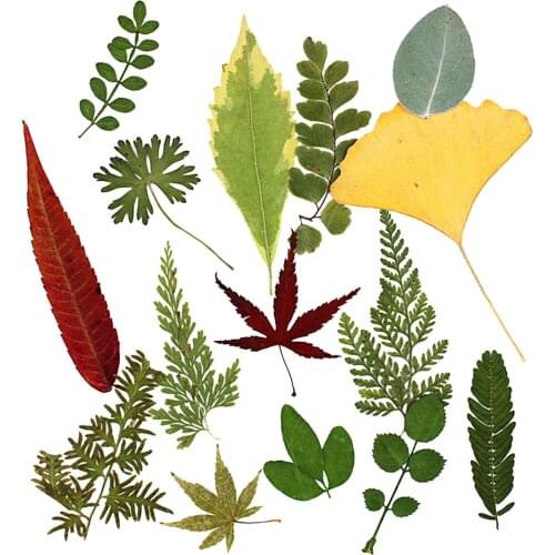 15Pcs Natural Pressed Dried Flower Fern Leaves for DIY Arts Crafts Scrapbooking 15x20cm Wedding home Decorations