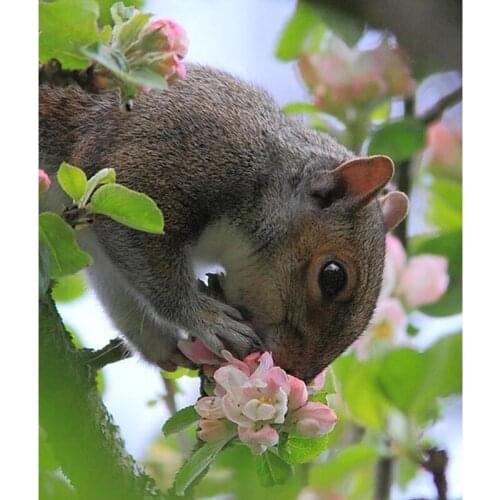 Diy Diamond Painting Squirrel On The Tree Picture Of Rhinestones Mosaic Kits 3D Cross Stitch Diamond Pattern Diamond Embroidery