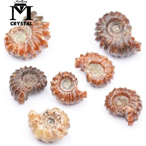 Natural Conch Fossils Rough Stone Ammolite Mineral Specimen Teaching Collection Home Decoration