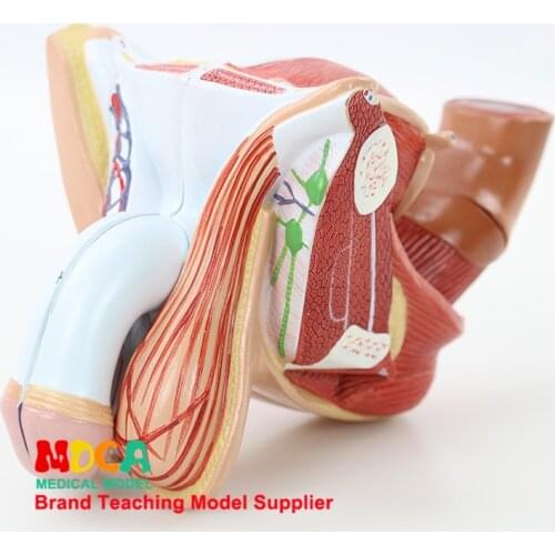MSZXT006: Teaching of family planning model medicine for male genital testis anatomical model