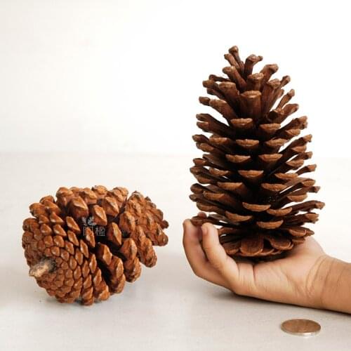 5piece/lots 15cm large American pine cone Christmas pine cone window decoration home decoration DIY dry flower material