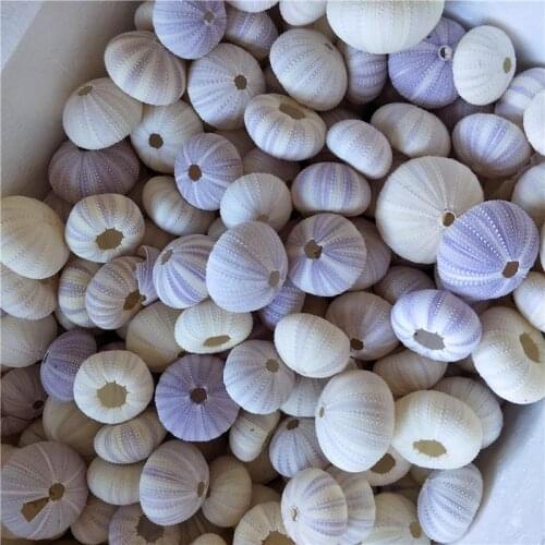 Natural conch shell ornaments landscaping diy purple sea urchins shell window
