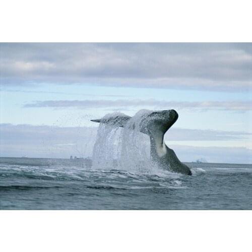 Bowhead Whales Giant Marine Animal (11) Wall Posters Prints Silk Art Painting For Home Wall Bedroom Decor