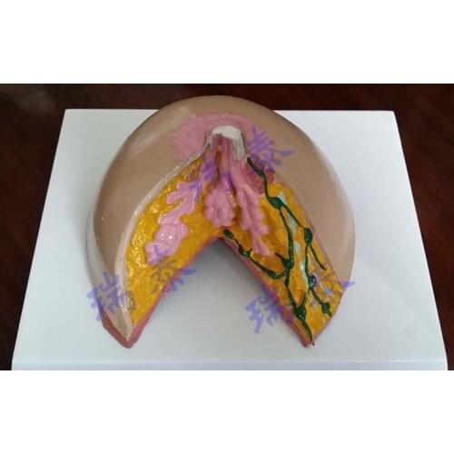 1:1 female pregnancy suckling period mamma breast anatomical model,Galactagogue division Training model