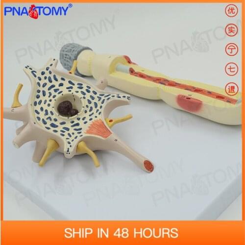2500 Times Enlarged Neuron Model Nervous System PNT-0640 Anatomia Reproductor Masculino Medical Science Human Anatomy Nerv