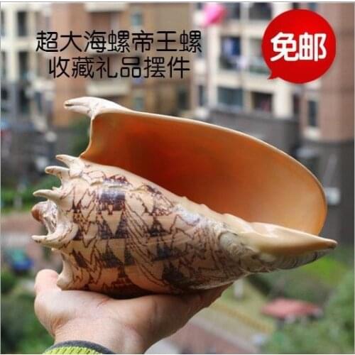 Free Shipping Natural Oversized Conch Shell Imperial Conch Home Office Decorations and Ornaments Collection Gift Souvenir