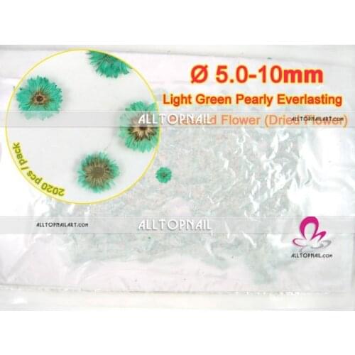 2020pcs light green pearly everlasting dried pressed flower A_Grade nail art real flower - Free Shipping
