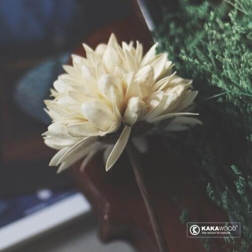 Home Decoration Natural Fruit Shell Fruit Dried Flower Handmade Special Flower Arrangement with Nordic Ins White Phoenix Ball