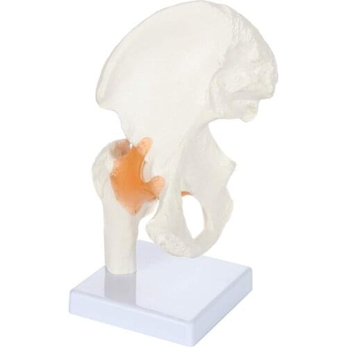 Human Hip Joint Anatomy Model with Flexible Ligaments Medical Science Teaching Resources Dropshipping