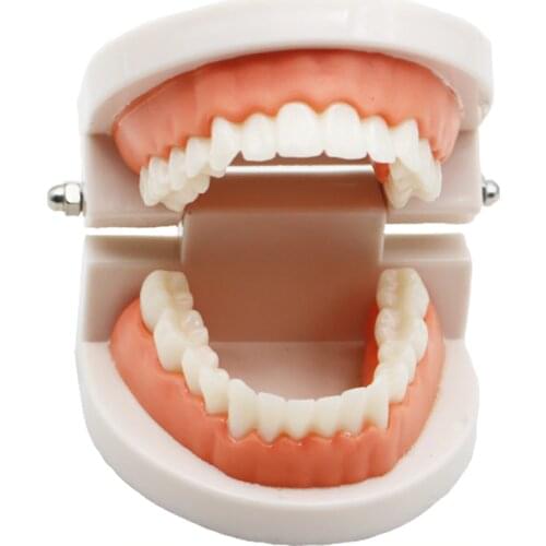 1 pcs Teeth Model Pro Adult White Teeth Model Standard Dental Teaching Study Typodont Demonstration Oral Medical Education Tools