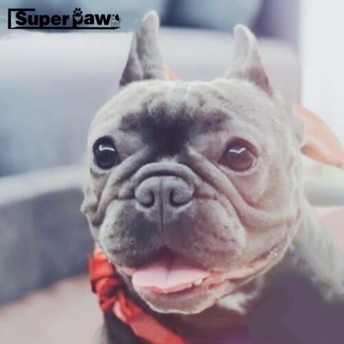 Pet Dog Skirt Hair Band Set Dress Clothes For Small Medium Dogs Chihuahua French Bulldog Yorkie Pug Schnauzer Dropshipping YKC16