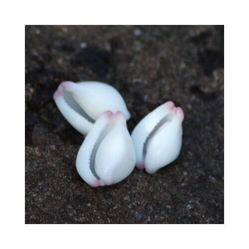 Natural small exquisite wall sticker specimen snail Conch decoration collection gift DIY shell treasures rare jade rabbit snail